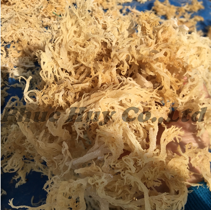 dried_sea_moss_under_the_sunshine 