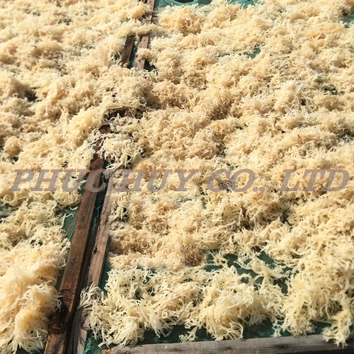 Natural_dried_sea_moss