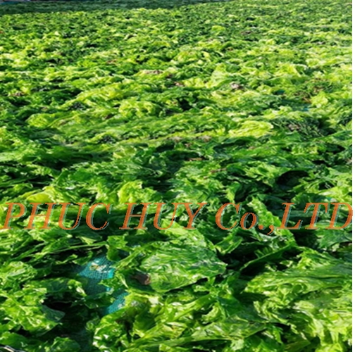 fresh_ulva_lactuca