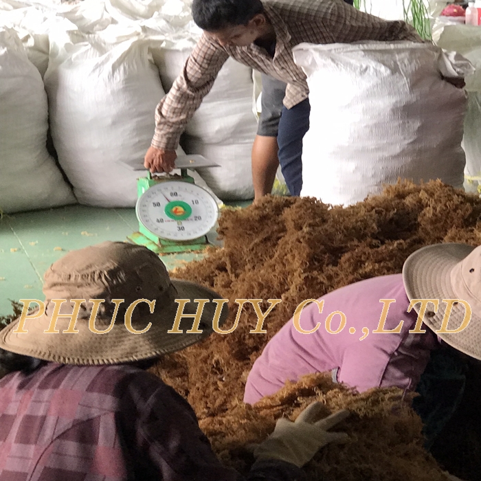 bulk_packing_sea_moss_ for _exporting