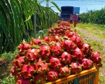 Don't let dragon fruit exports to the EU go to waste
