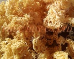 The health benenits from sea moss Vietnam