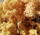 The health benenits from sea moss Vietnam
