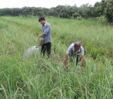Lemongrass farmers in Tien Giang Province encouraged to expand output, diversify products